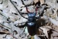 Lucanus cervus